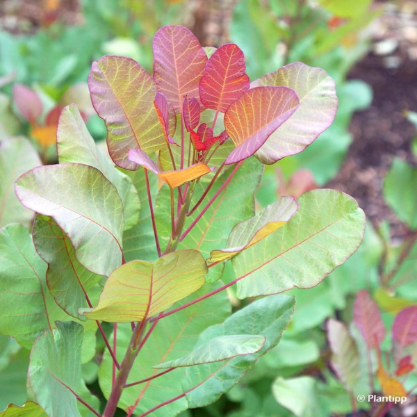 Arbre à perruque 'Old Fashioned'- Cotinus coggygria 'Old Fashioned'