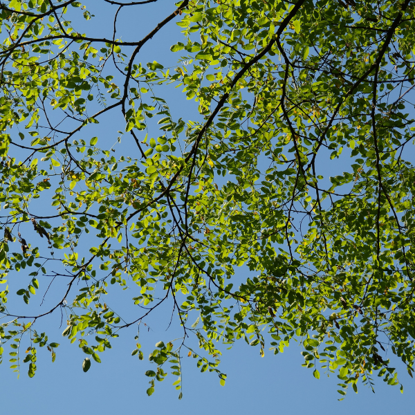 Robinia pseudoacacia 'Frisia' - Robinia pseudoacacia 'Frisia'