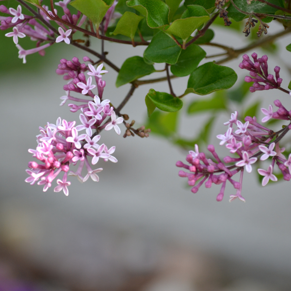 Syringa microphylla 'Superba' - Syringa microphylla 'Superba'