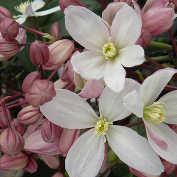 Clématite d'Armand 'Hundersonii Rubra' - Clematis Armandii 'Hundersonii Rubra'