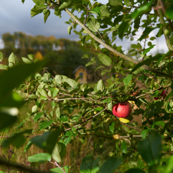 Pommier 'Melrose' - Malus domestica 'Melrose'