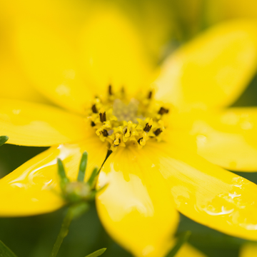 Coréopsis à feuilles en aiguilles 'Grandiflora' - Coreopsis verticillata 'Grandiflora'