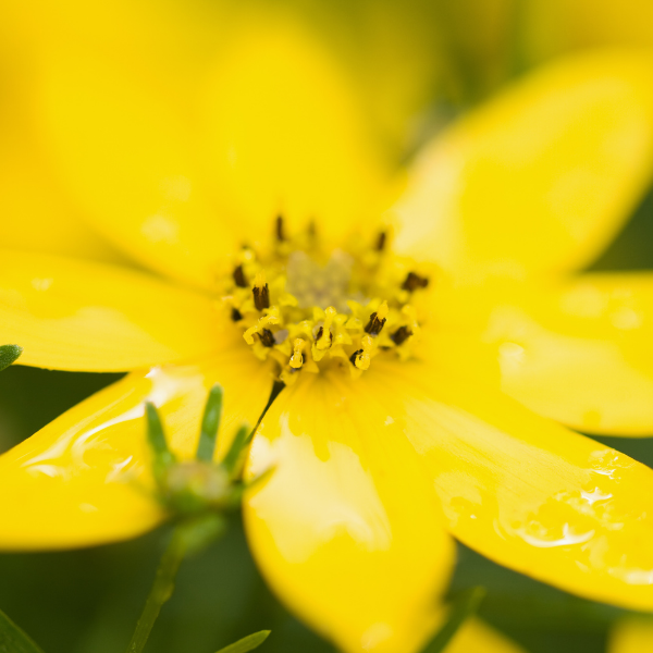 Coréopsis à feuilles en aiguilles 'Grandiflora' - Coreopsis verticillata 'Grandiflora'