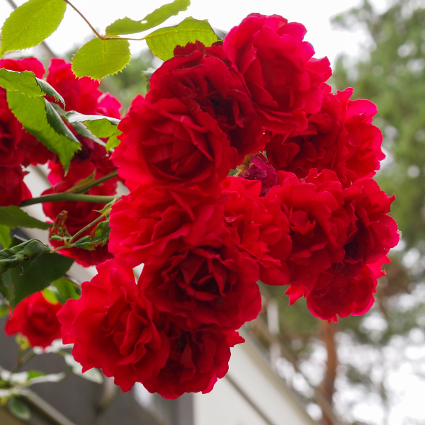 Rosier 'Dame de Cœur' - Rosa Thé moderne 'Dame de Cœur'