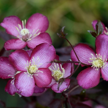 Clématite des montagnes 'Van Gogh' - Clematis montana 'Van Gogh'