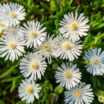 Pourpier Vivace Blanc Pur -  WoW White Wonder ®