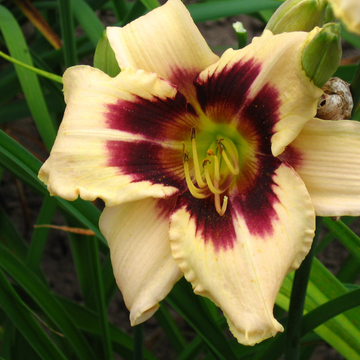 Hemerocallis Moonlit Masquerade