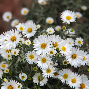 Aster des Alpes 'Albus' - Aster alpinus 'Albus'
