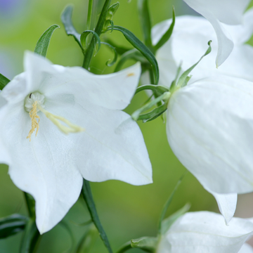 Campanula Pers. 'Takion White'