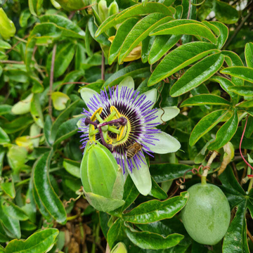 Passiflore Pyramide
