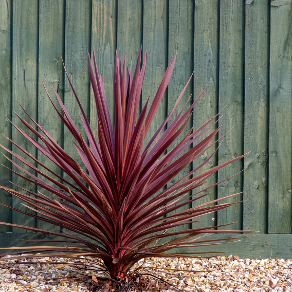 Cordyline Mix Downunder Dreams