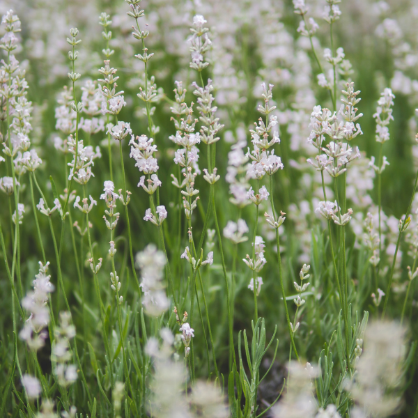 Lavande vraie 'Edelweiss' - Lavandula angustifolia 'Edelweiss'