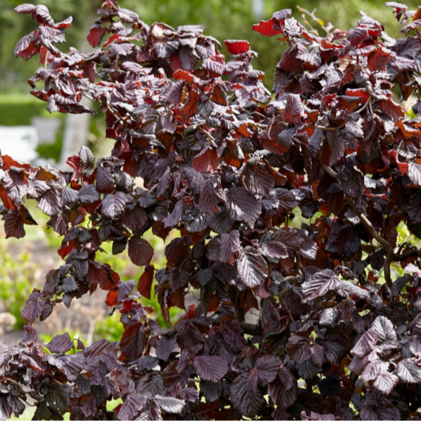 Noisetier tortueux 'Red Majestic'® - Corylus avellana 'Red Majestic®'