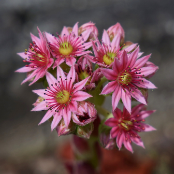 Joubarbe à toile d'araignée - Sempervivum arachnoideum subsp. tomentosum