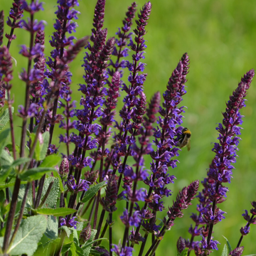 Salvia Nemerosa variée