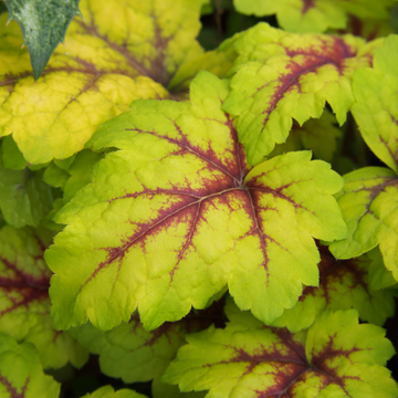 Heuchère 'Art Nouveau' -  Heucherella 'Art Nouveau'