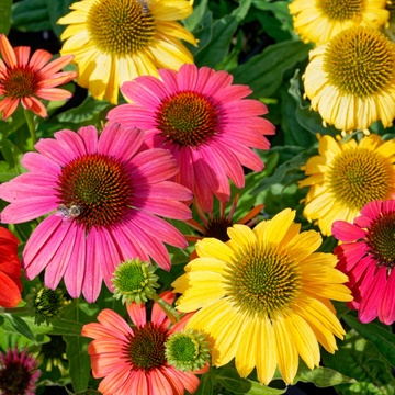 Echinacea varié