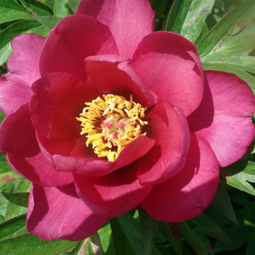 Pivoine Itoh 'Pink Ardour' - Paeonia Itoh 'Pink Ardour'