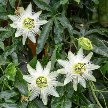 Passiflore, Fleur de la passion 'Constance Elliot' - Passiflora caerulea 'Constance Elliot'