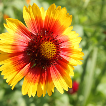 Gaillarde vivace 'Kobold' - Gaillardia aristata 'Kobold'
