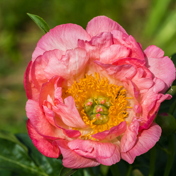 Pivoine de Chine 'Pink Hawaiian Coral' - Paeonia lactiflora 'Pink Hawaiian Coral'