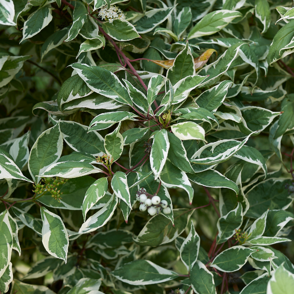 Cornouiller blanc 'Argenteovariegata' - Cornus alba 'Argenteovariegata'