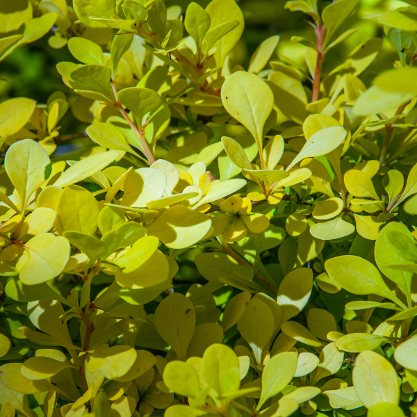 Épine-vinette de Thunberg 'Maria'® - Berberis thunbergii 'Maria®'