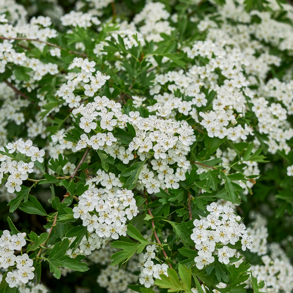 Aubépine, épine blanche - Crataegus monogyna