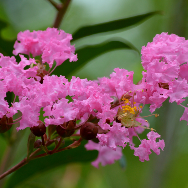 Lilas des Indes 'Rhapsody in Pink' - Lagerstroemia indica 'Rhapsody in Pink'
