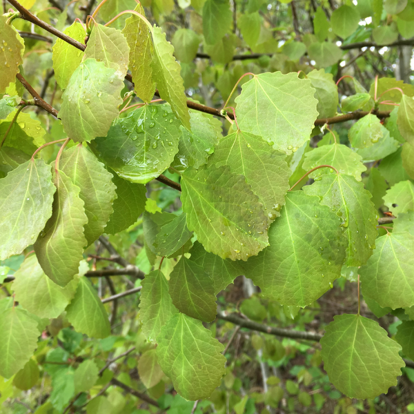 Peuplier tremble - Populus tremula