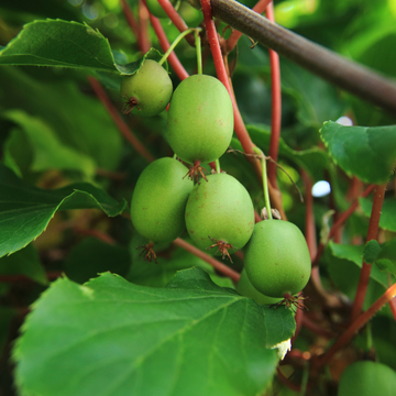 Kiwi actinidia autofertile