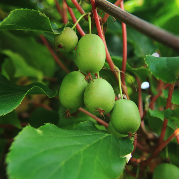 Kiwi actinidia autofertile