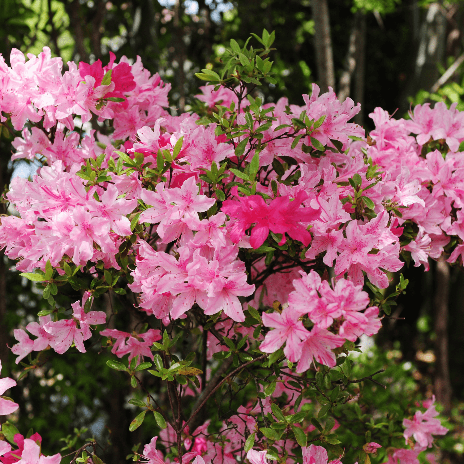 Azalée japonaise 'Gilbert Mullie' - Azalea japonica 'Gilbert Mullie' - FLEURANDIE