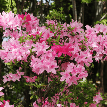 Azalée japonaise 'Gilbert Mullie' - Azalea japonica 'Gilbert Mullie'