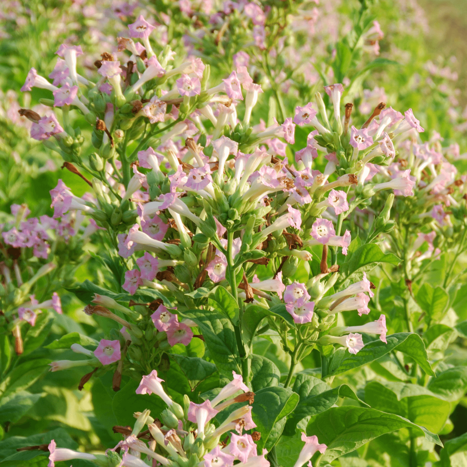 Tabac Ornemental - Nicotiana alata - FLEURANDIE