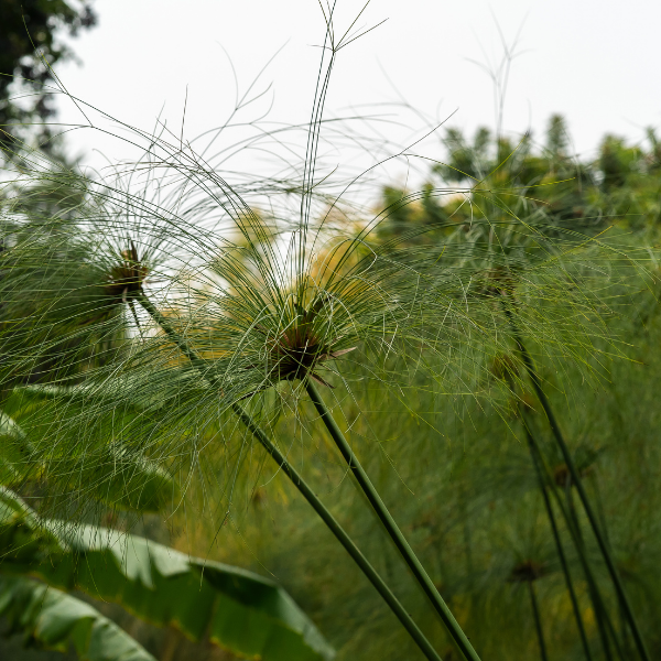 Cyperus papyrifera