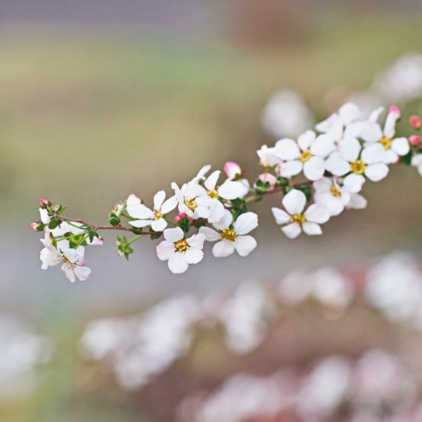 Spirée de Thunberg - Spiraea thunbergii Fujino pink