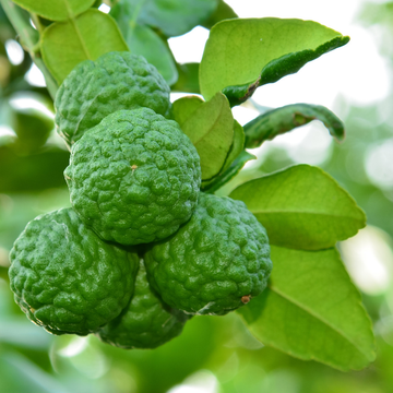 Citronnier Combava