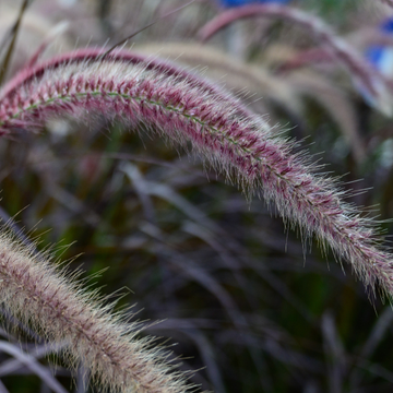 Pennisetum X Advena ‘Summer Samba’®