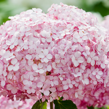 Hortensia  'Candybelle'® Bubblegum - Hydrangea Arborescens 'Candybelle'® Bubblegum