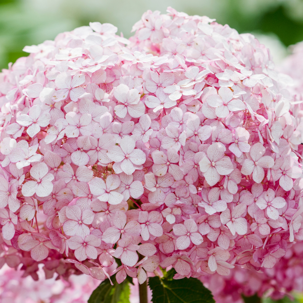 Hortensia  'Candybelle'® Bubblegum - Hydrangea Arborescens 'Candybelle'® Bubblegum