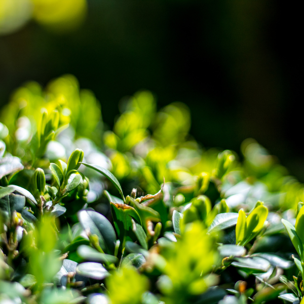 Houx crénelé - Ilex crenata