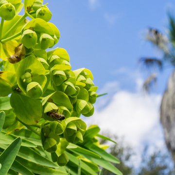 Euphorbe des vallons wulfenii - Euphorbia characias wulfenii