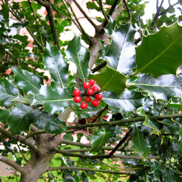 Houx 'Blue Angel' - Ilex meserveae 'Blue Angel'