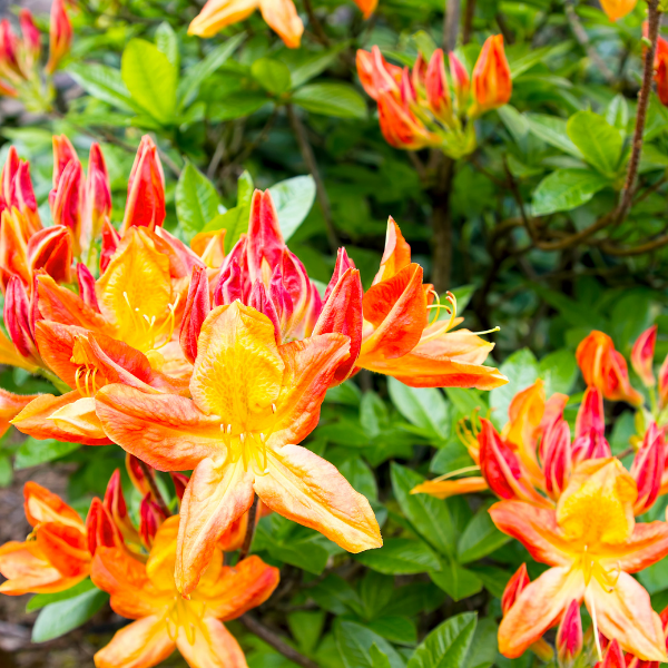 Azalée Molis 'Gibraltar' - Azalea mollis 'Gilbratar'