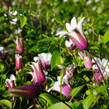 Clematis Texensis Princess kate
