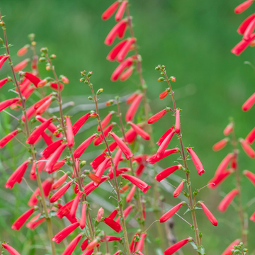 Galane à feuilles de pin rouge -  Penstemon pinifolius