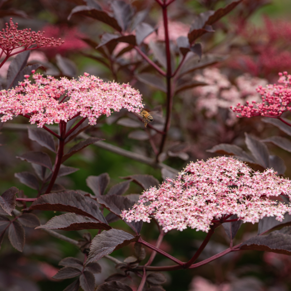 Sureau noir 'Black Tower'® - Sambucus nigra 'Black Tower®'