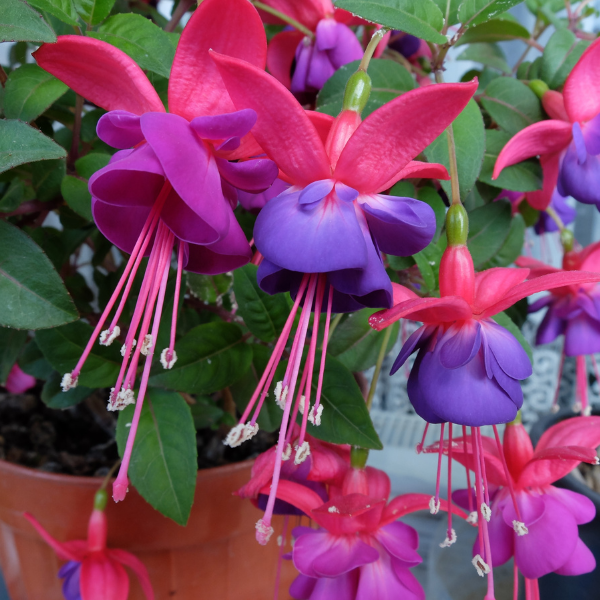 Fuchsia X Bernisser