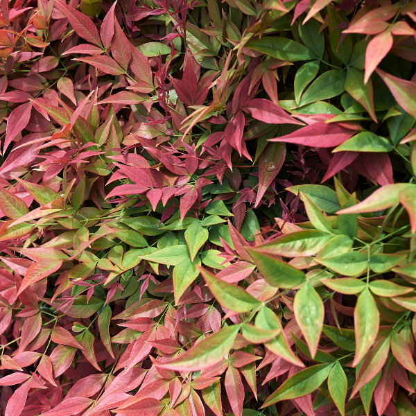 Bambou sacré 'Obsessed seika' - Nandina domestica 'Obsessed seika'